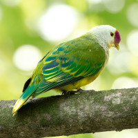 Cook Islands Fruit-Dove
